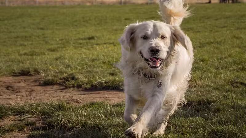 Paws-abilities Place - Richland, WA