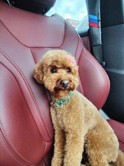 Snip Dogg Doggy Spa - Richmond Hill, NY