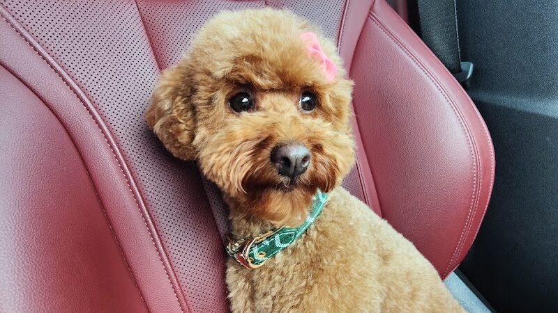 Snip Dogg Doggy Spa - Richmond Hill, NY