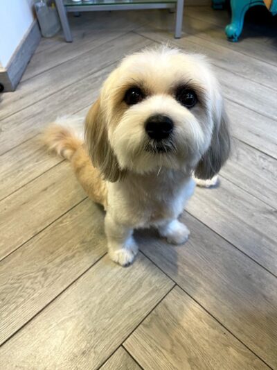 Snip Dogg Doggy Spa - Richmond Hill, NY