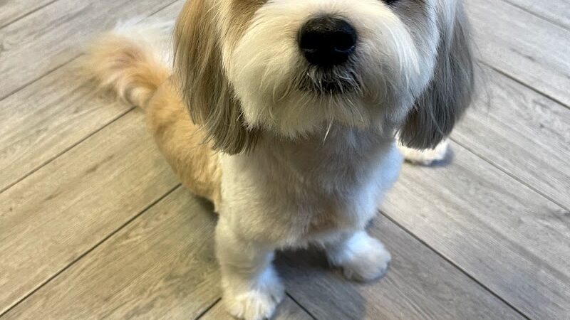 Snip Dogg Doggy Spa - Richmond Hill, NY