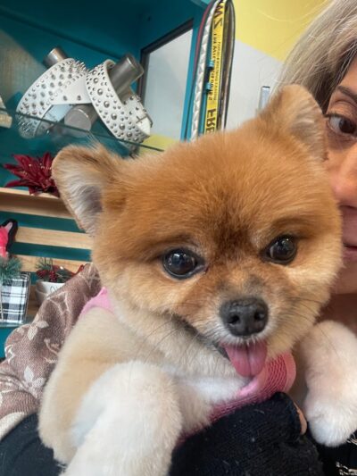 Snip Dogg Doggy Spa - Richmond Hill, NY