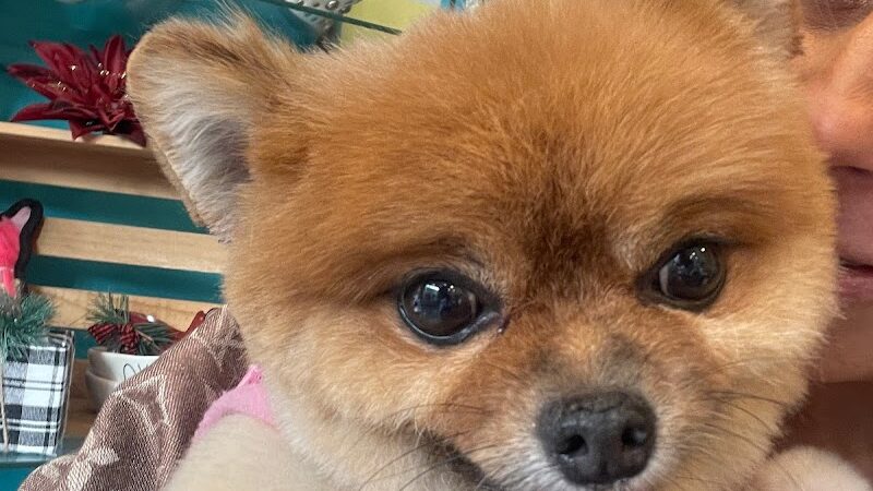 Snip Dogg Doggy Spa - Richmond Hill, NY