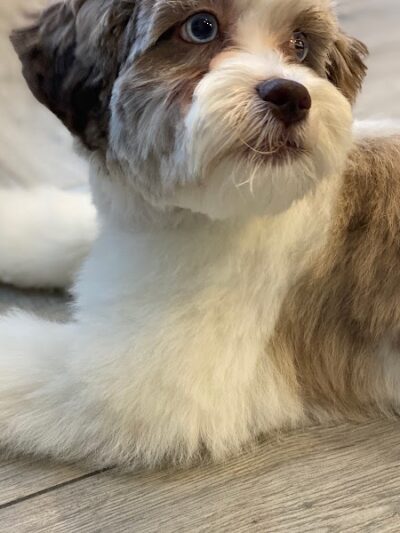 Snip Dogg Doggy Spa - Richmond Hill, NY