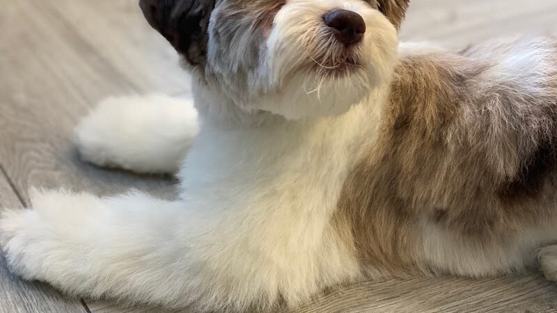 Snip Dogg Doggy Spa - Richmond Hill, NY