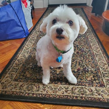 Snip Dogg Doggy Spa - Richmond Hill, NY