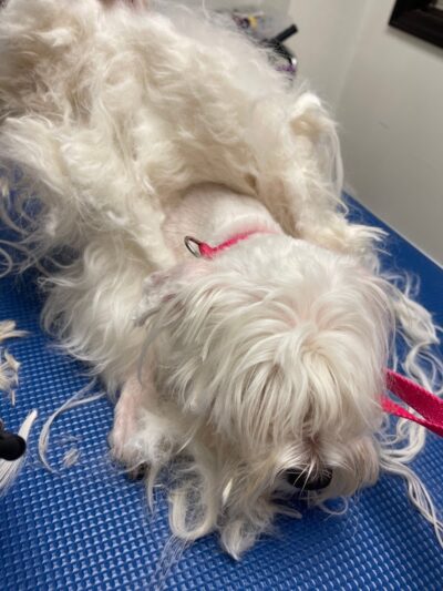 Snip Dogg Doggy Spa - Richmond Hill, NY