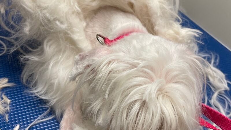 Snip Dogg Doggy Spa - Richmond Hill, NY