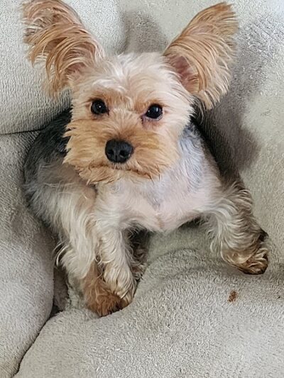 Snip Dogg Doggy Spa - Richmond Hill, NY