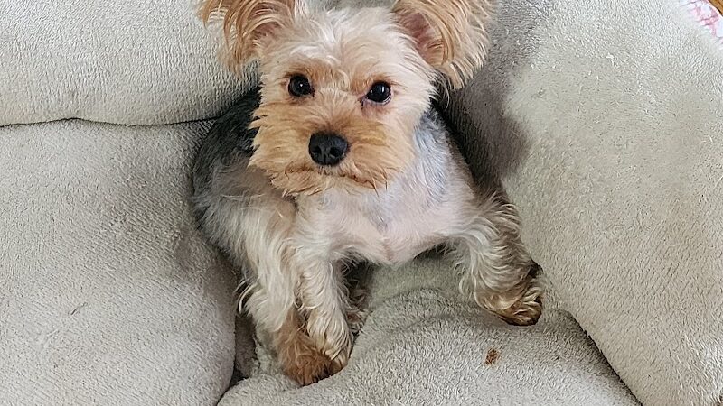 Snip Dogg Doggy Spa - Richmond Hill, NY