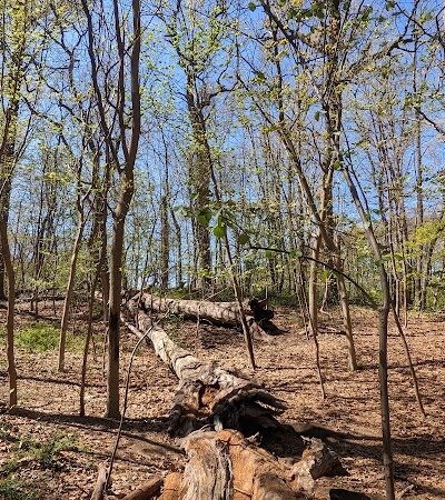 Wallenberg Square - Richmond Hill, NY
