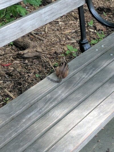 Wallenberg Square - Richmond Hill, NY