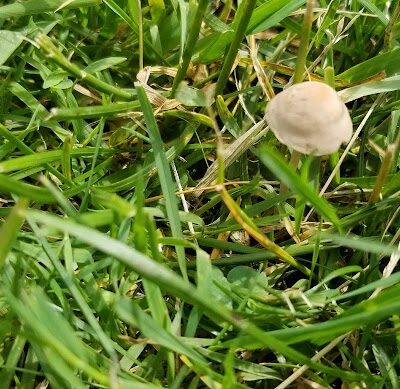 Volunteers Green - Richmond, VT