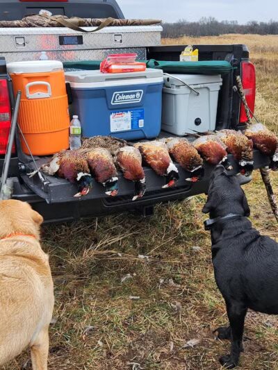 Harding Gamebirds - Ridgeway, MO