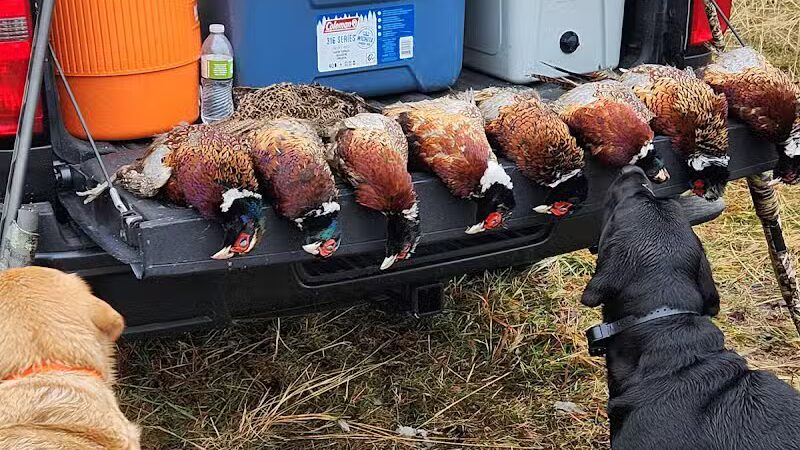 Harding Gamebirds - Ridgeway, MO