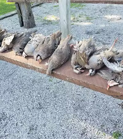 Harding Gamebirds - Ridgeway, MO