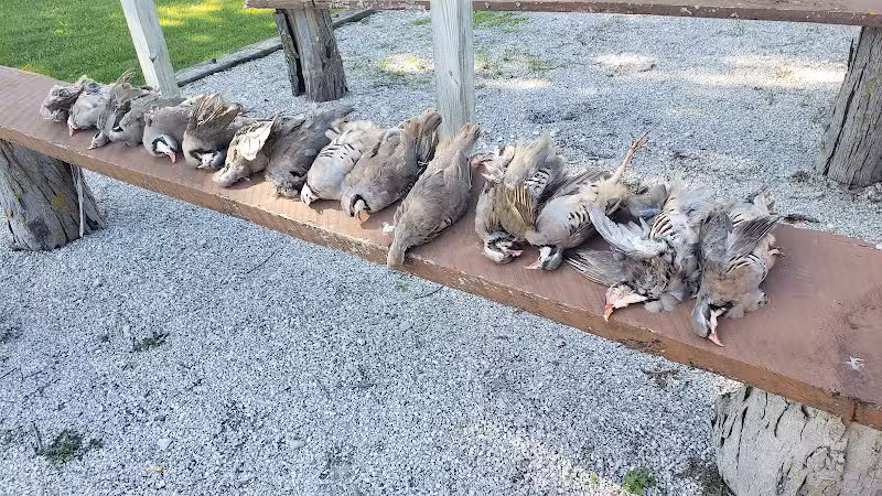 Harding Gamebirds - Ridgeway, MO