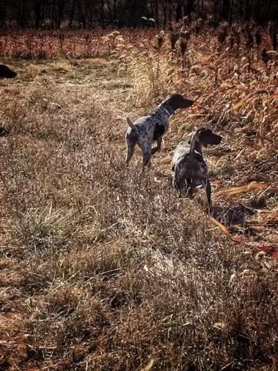 Harding Gamebirds - Ridgeway, MO