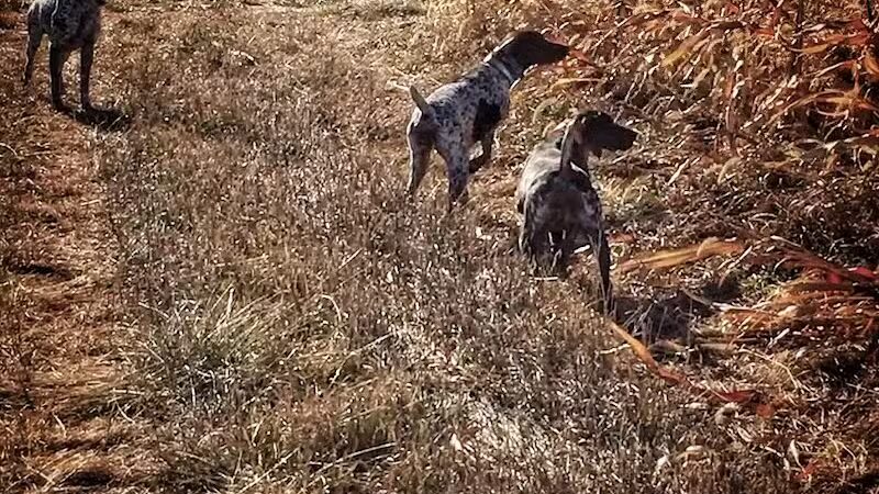 Harding Gamebirds - Ridgeway, MO