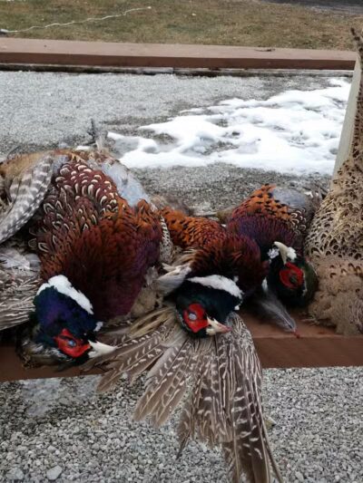 Harding Gamebirds - Ridgeway, MO