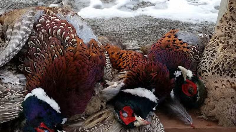 Harding Gamebirds - Ridgeway, MO