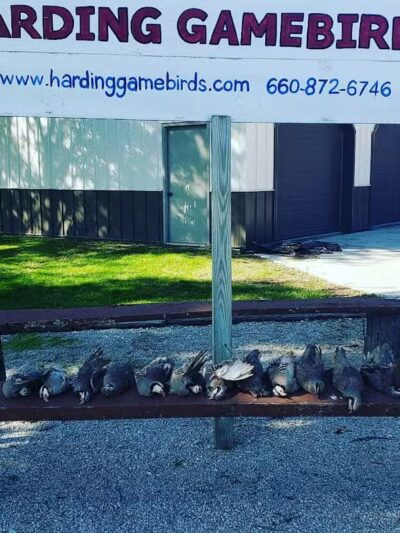Harding Gamebirds - Ridgeway, MO