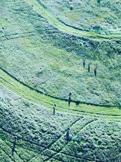 Harding Gamebirds - Ridgeway, MO