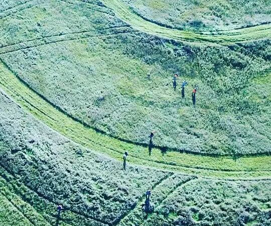 Harding Gamebirds - Ridgeway, MO