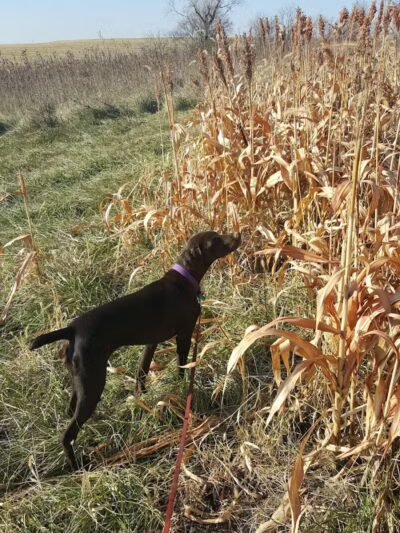 Harding Gamebirds - Ridgeway, MO