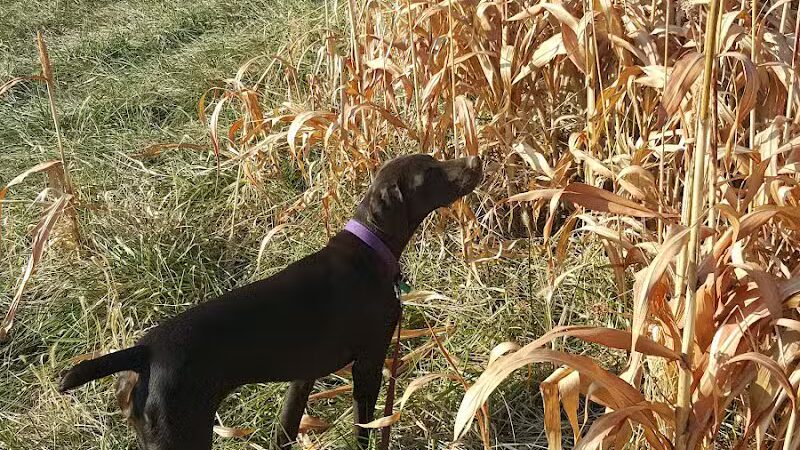 Harding Gamebirds - Ridgeway, MO