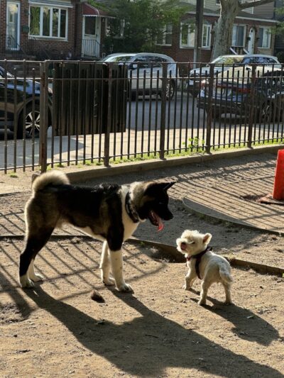 Joseph F. Mafera Park - Ridgewood, NY