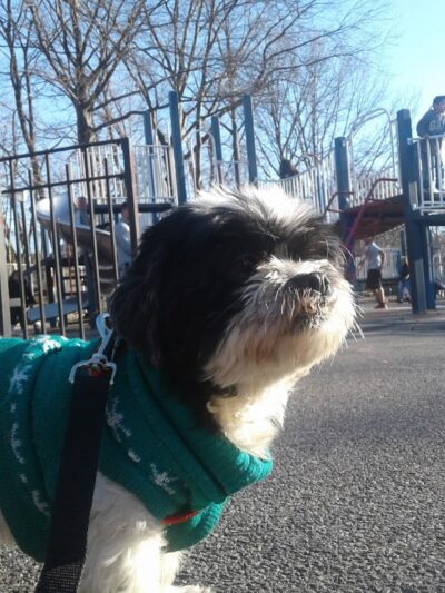 Joseph F. Mafera Park - Ridgewood, NY