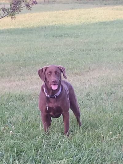 Ripon Dog Park - Ripon, WI