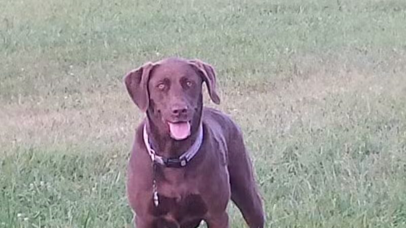 Ripon Dog Park - Ripon, WI