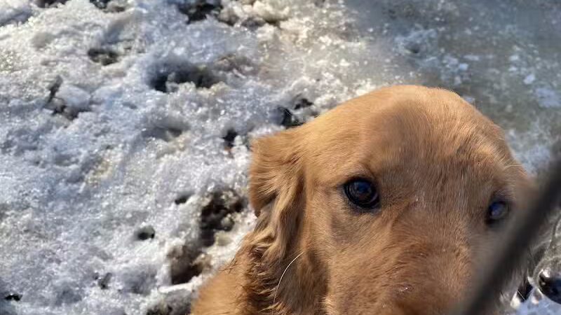 Ripon Dog Park - Ripon, WI