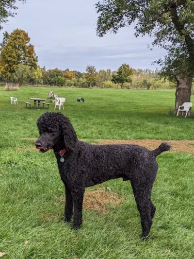 Ripon Dog Park - Ripon, WI
