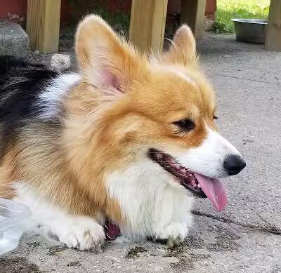 Ripon Dog Park - Ripon, WI