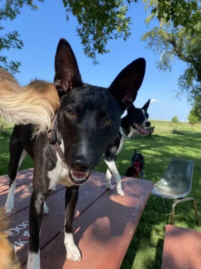 Ripon Dog Park - Ripon, WI