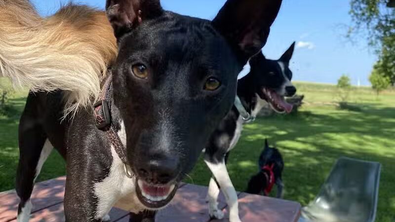 Ripon Dog Park - Ripon, WI