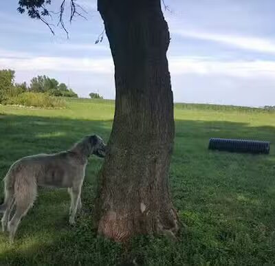 Ripon Dog Park - Ripon, WI