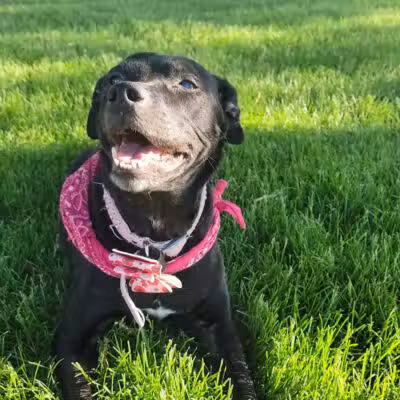 Bark Park - Rochelle, IL