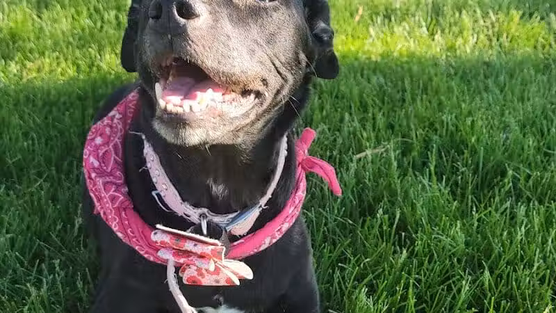 Bark Park - Rochelle, IL