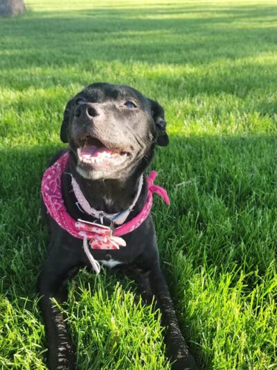 Bark Park - Rochelle, IL