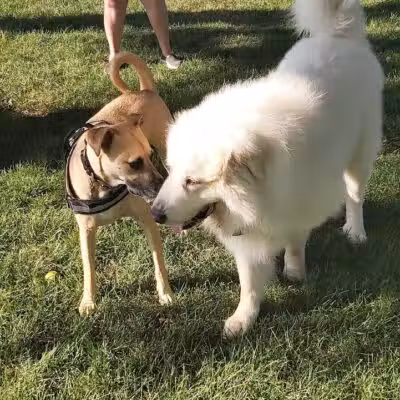 Bark Park - Rochelle, IL