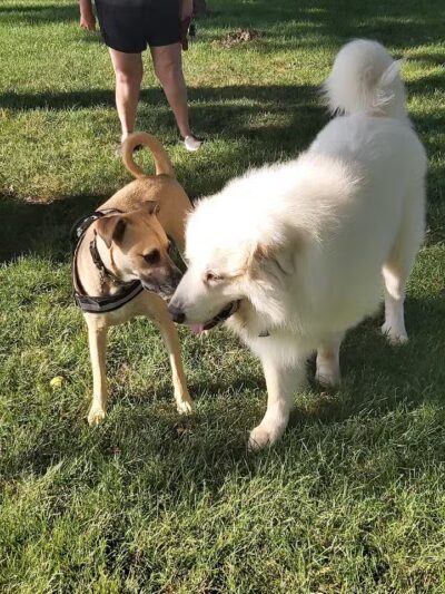 Bark Park - Rochelle, IL