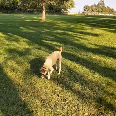 Bark Park - Rochelle, IL