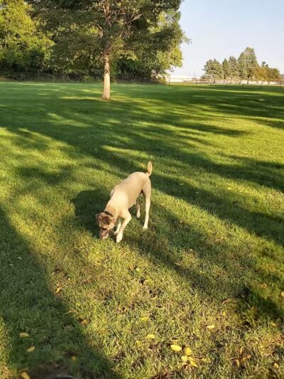 Bark Park - Rochelle, IL