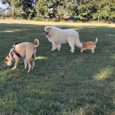 Bark Park - Rochelle, IL