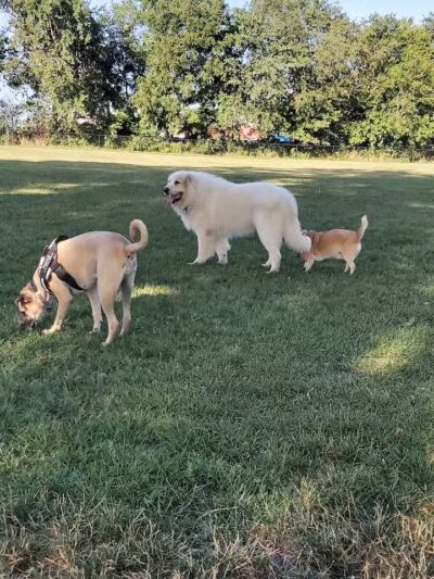 Bark Park - Rochelle, IL
