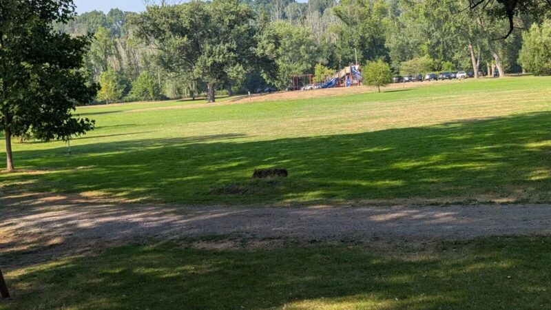 Ellison Dog Park - Rochester, NY